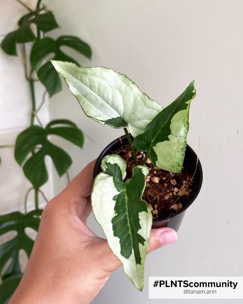plnts-babyplnts-syngonium-white-butterfly-babypflanze-10-cm image 7