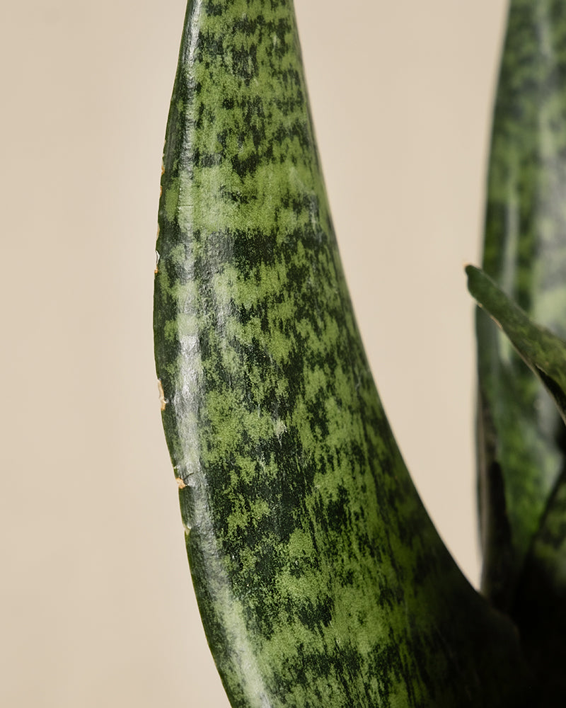 feey-variado-schwiegermutterzunge-zimmerpflanze-ohne-bertopf image 8
