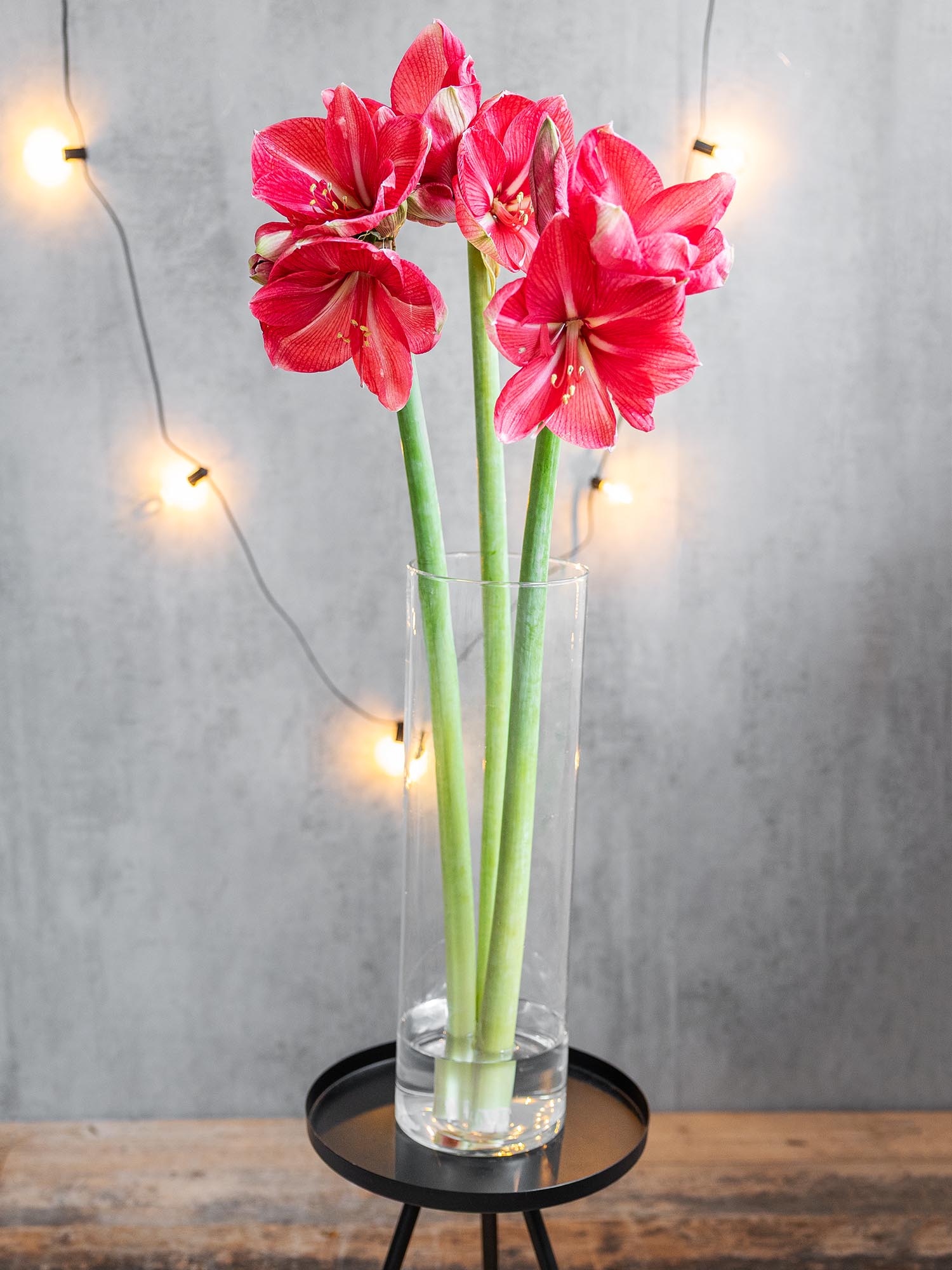 blumigo-amaryllis-hercules-schnittblume-pink-knospig image 2