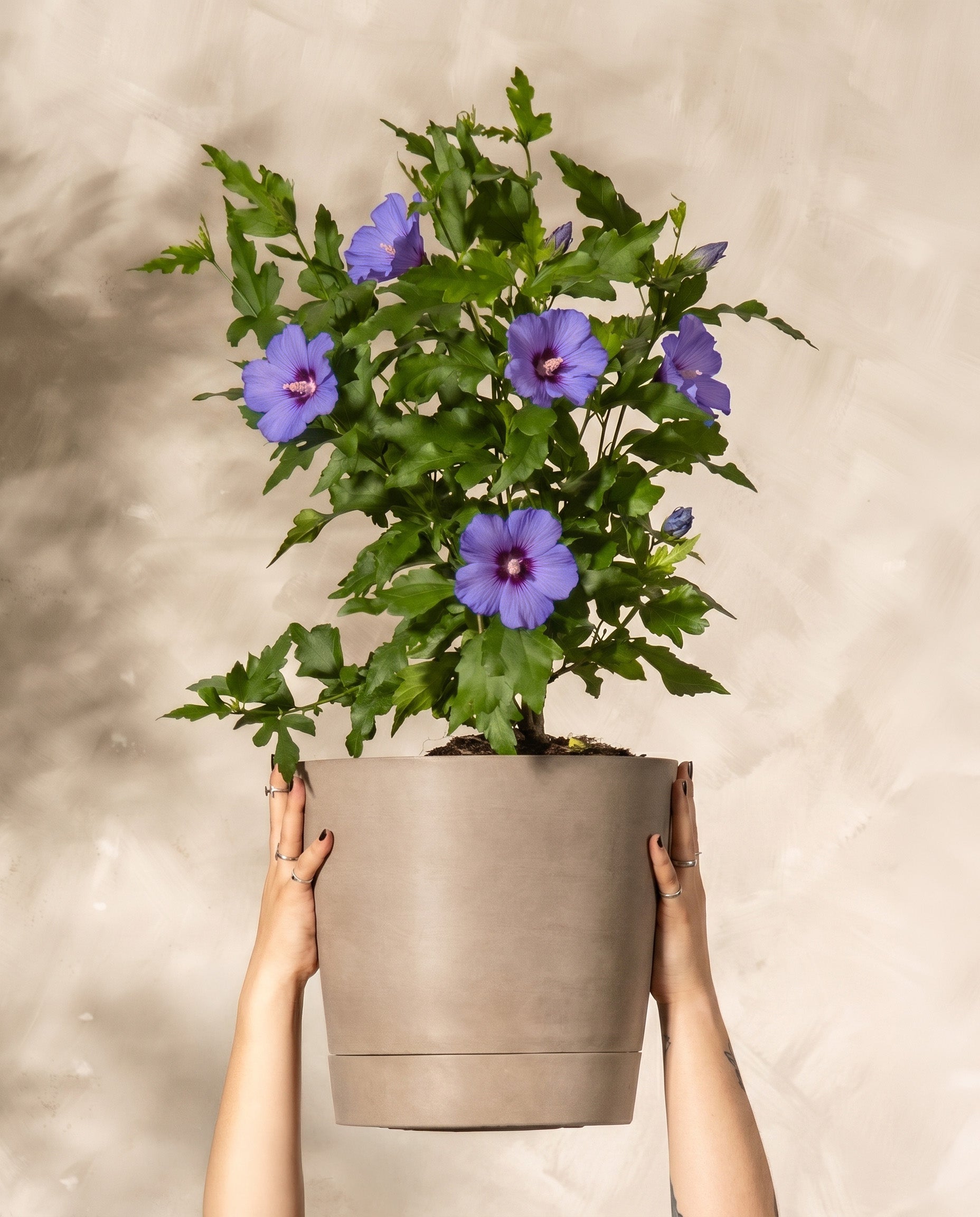 feey-amsterdam-blauer-hibiskus-gartenpflanze-ohne-topf-winterhart image 1