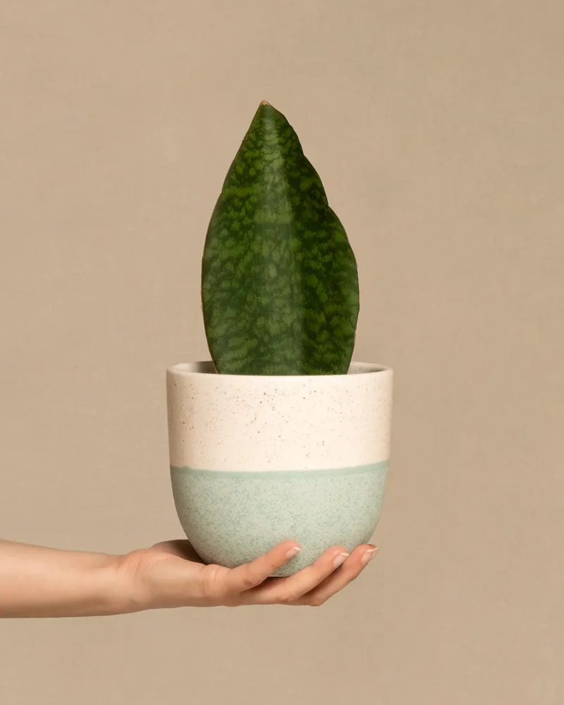 feey-variado-sansevieria-victoria-zimmerpflanze-15-25-cm image 1