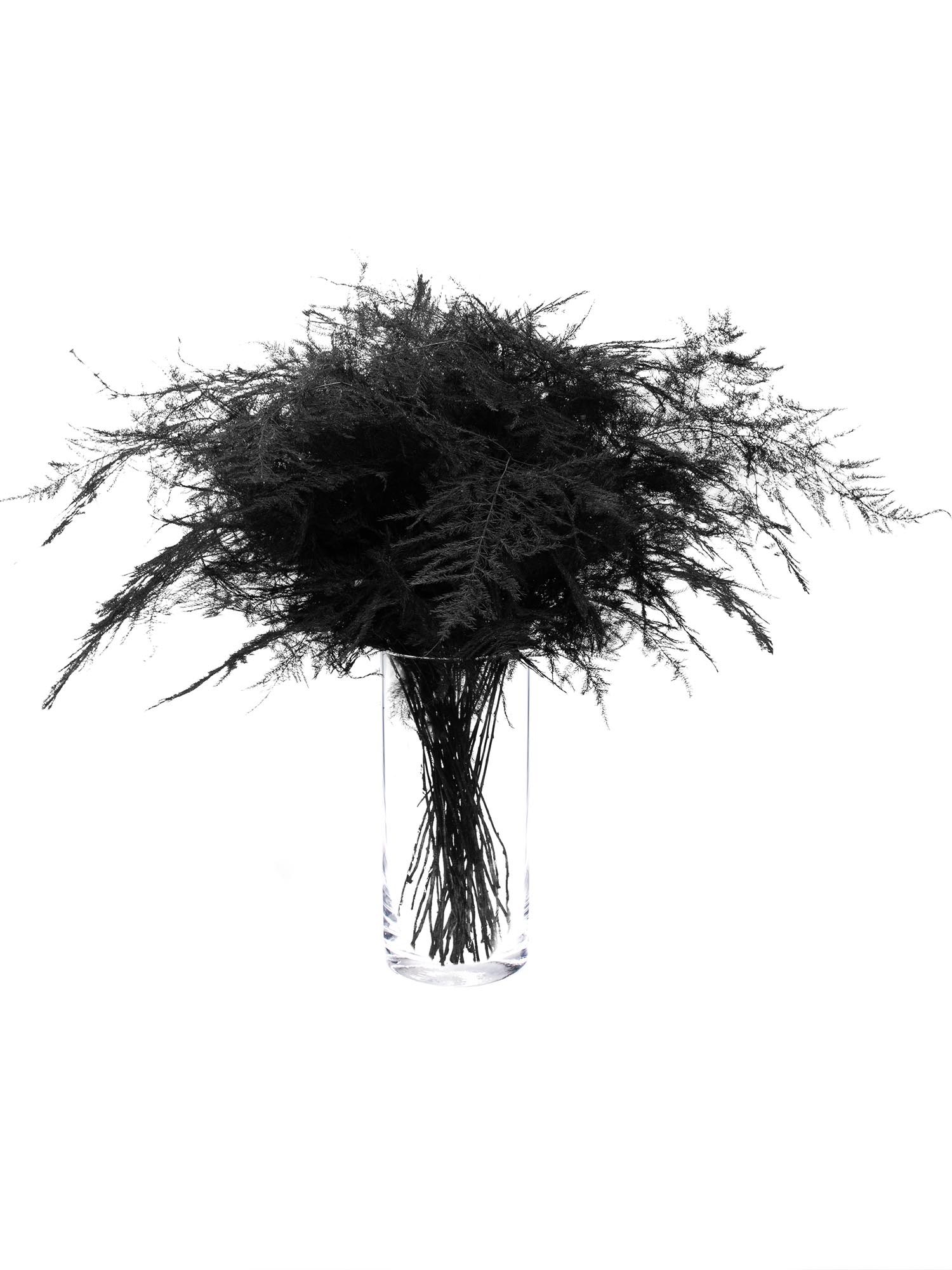blumigo-asparagus-plumosus-schnittgr-n-schwarz image 2