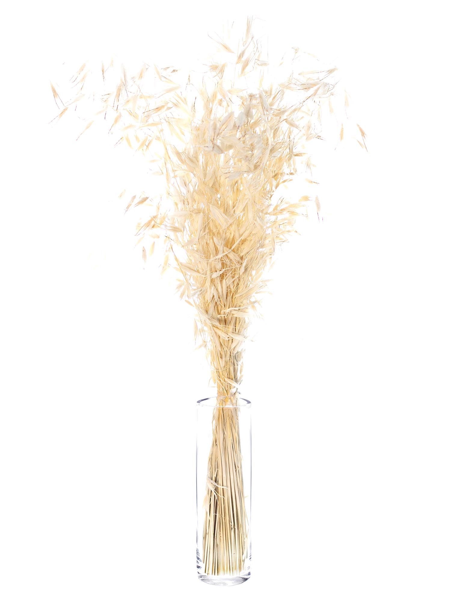 blumigo-trockenblumen-avena-hafer-trockenstrau-wei-creme-bund image 2