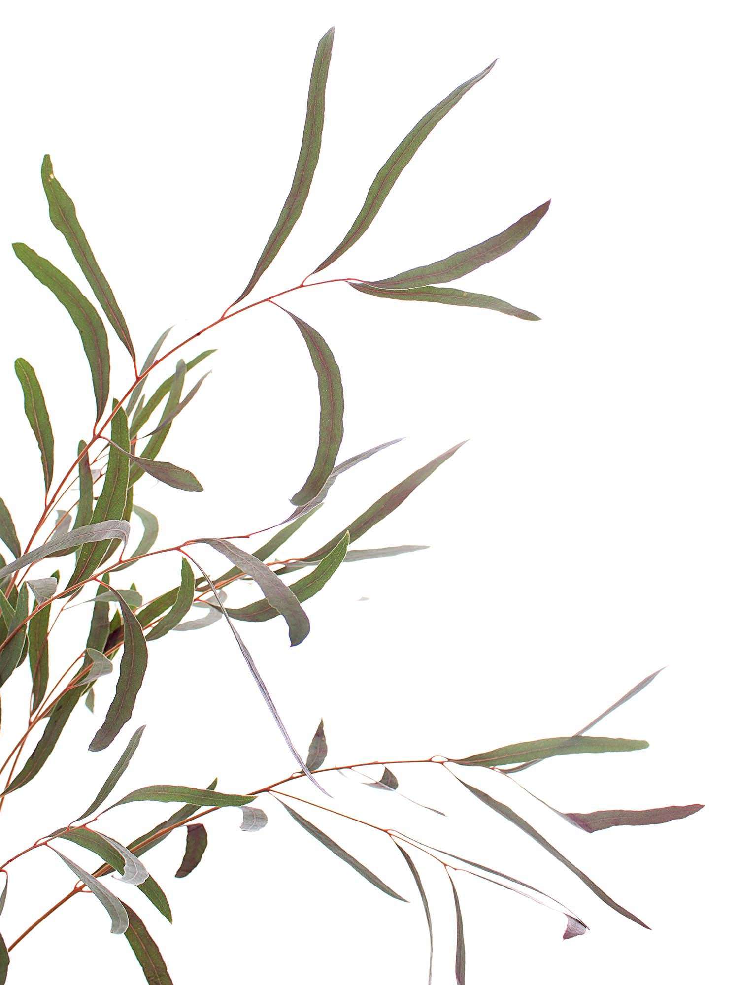 blumigo-eukalyptus-nicoli-rot-gef-rbt-bindegr-n image 4