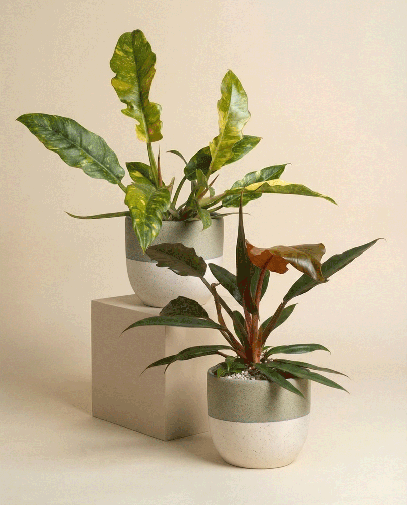 feey-variado-philodendron-duo-pluto-ring-of-fire image 6