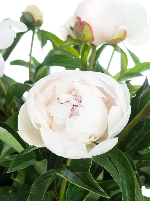 blumigo-pfingstrosen-festiva-maxima-schnittblume-wei-rosa image 1