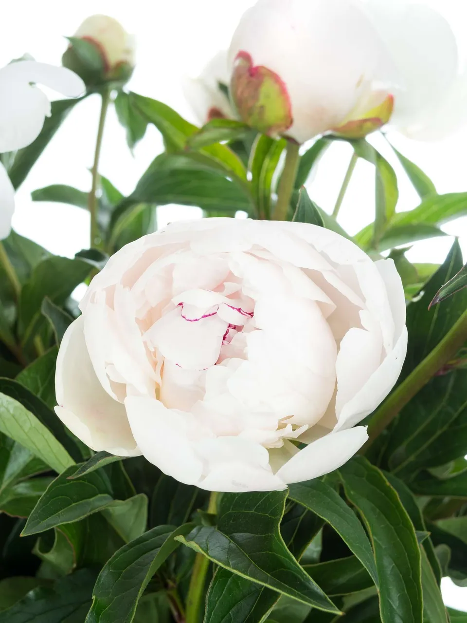 blumigo-pfingstrosen-festiva-maxima-schnittblume-wei-rosa image 1