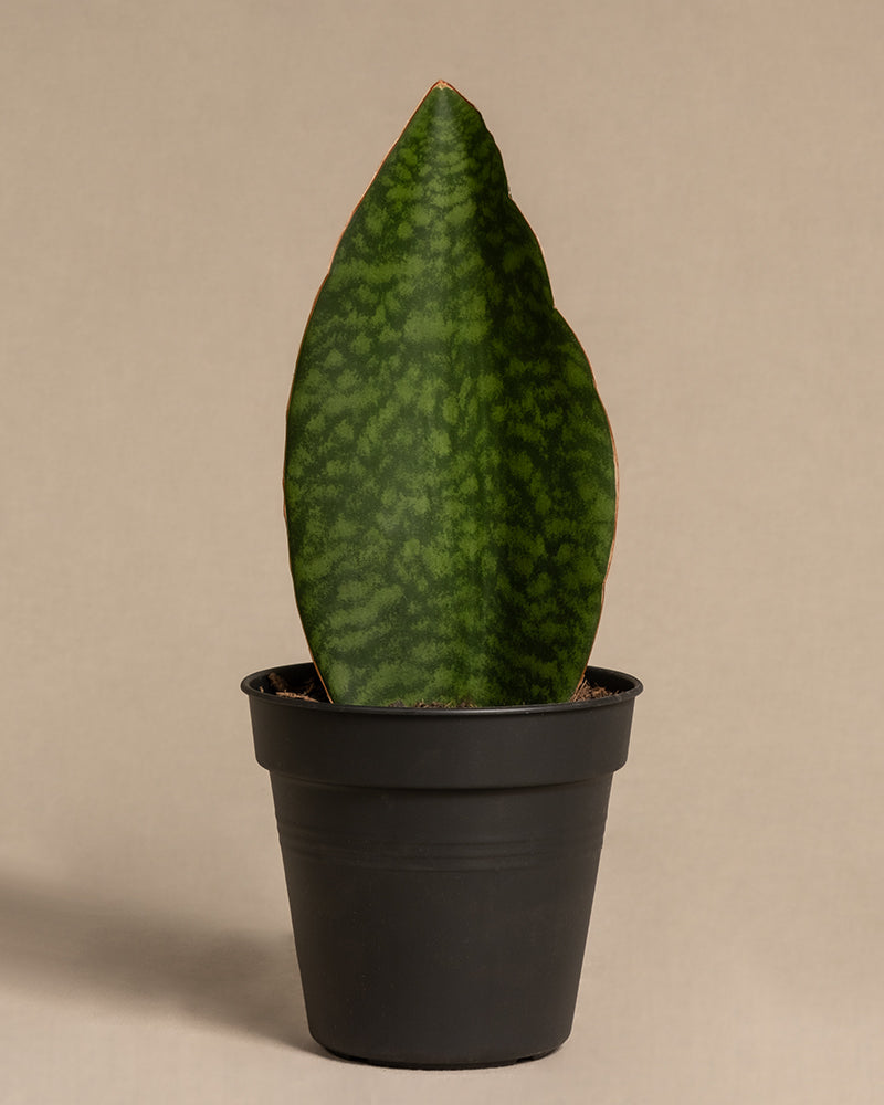feey-variado-sansevieria-victoria-zimmerpflanze-15-25-cm image 3