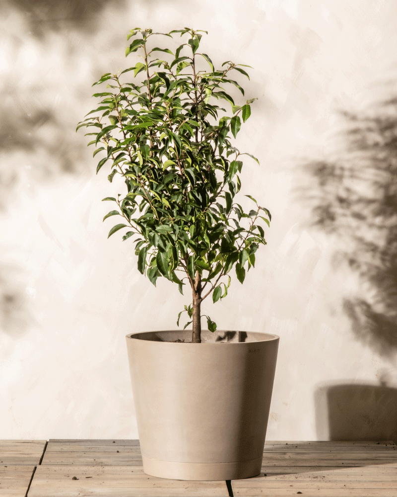 feey-venice-pflanzk-bel-40cm-taupe-kunststoff-mit-erde image 6