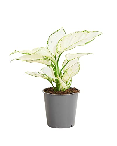 plnts-rareplnts-aglaonema-white-joy-zimmerpflanze-12cm-25cm image 7