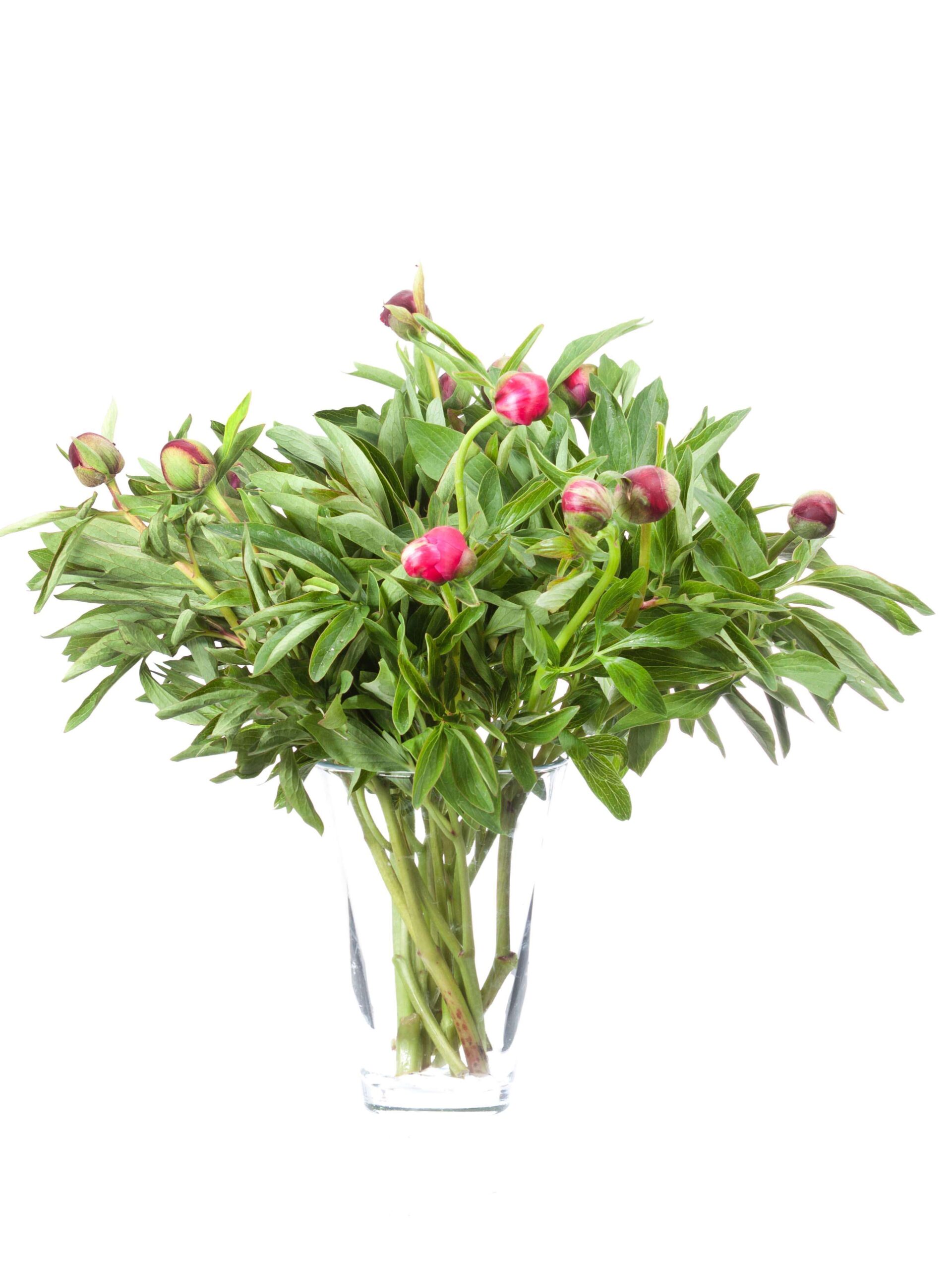 blumigo-pfingstrosen-officinales-pfingstrose-pink image 2