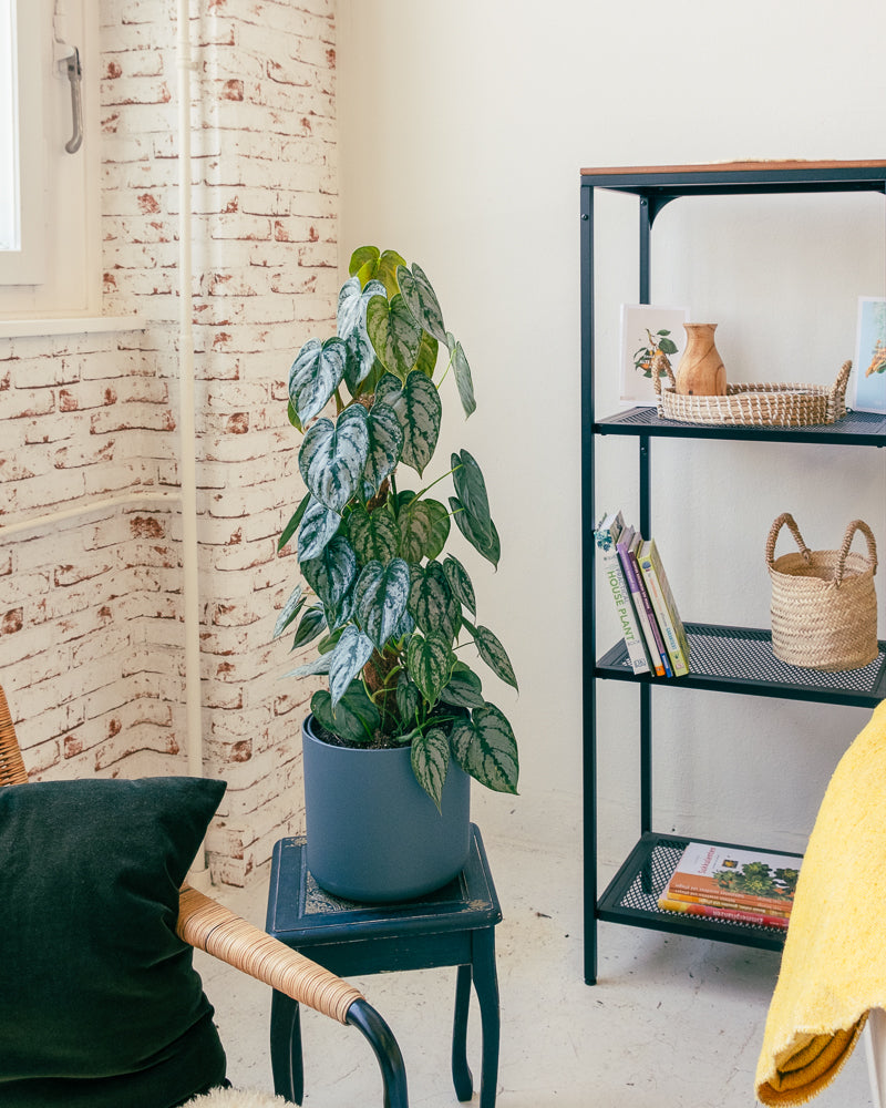 feey-variado-philodendron-brandtianum-50-60-cm-o-topf image 5