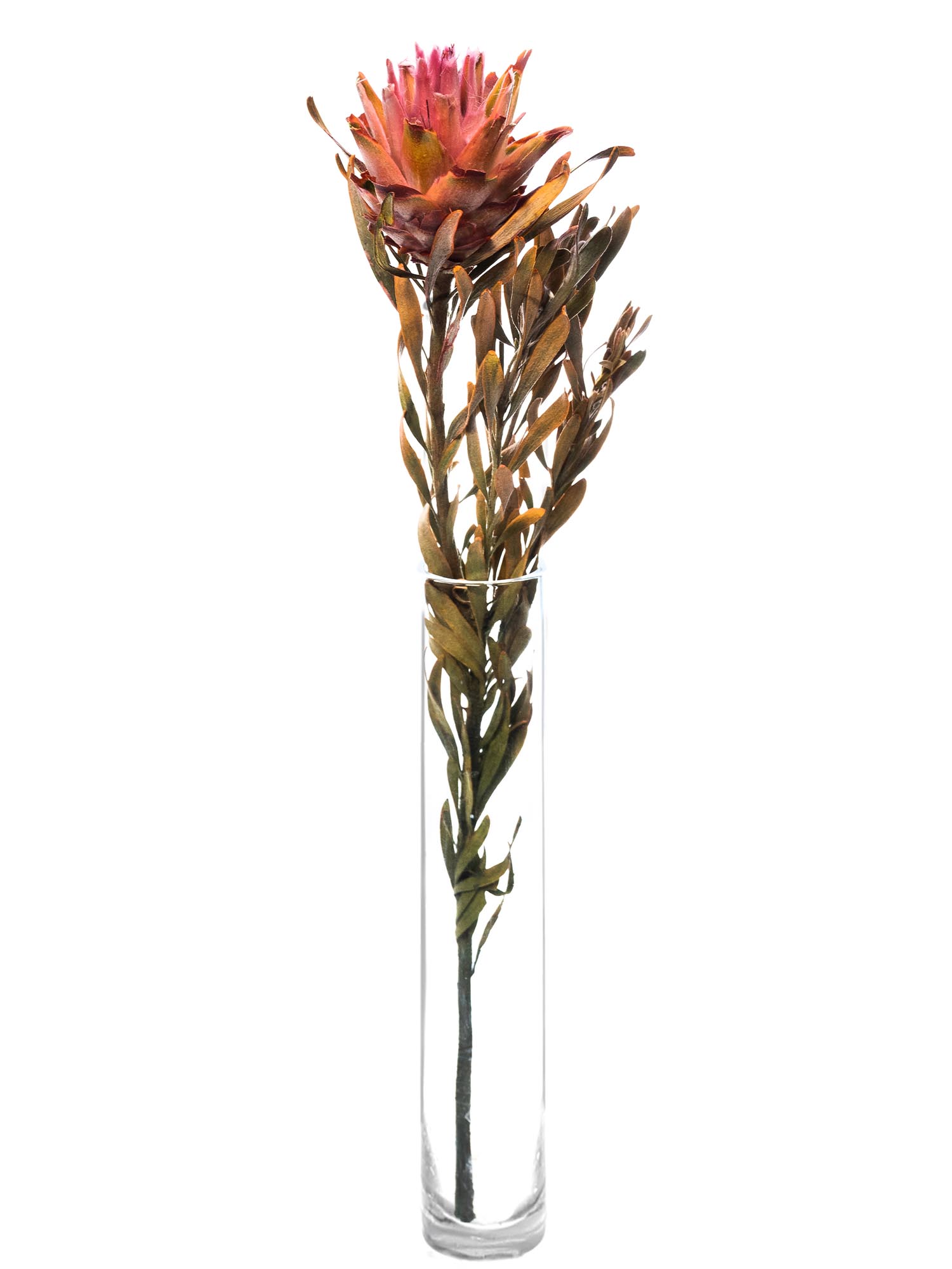 blumigo-trockenblumen-leucospermum-plumosum-trockenblume-pink-gr-n image 4