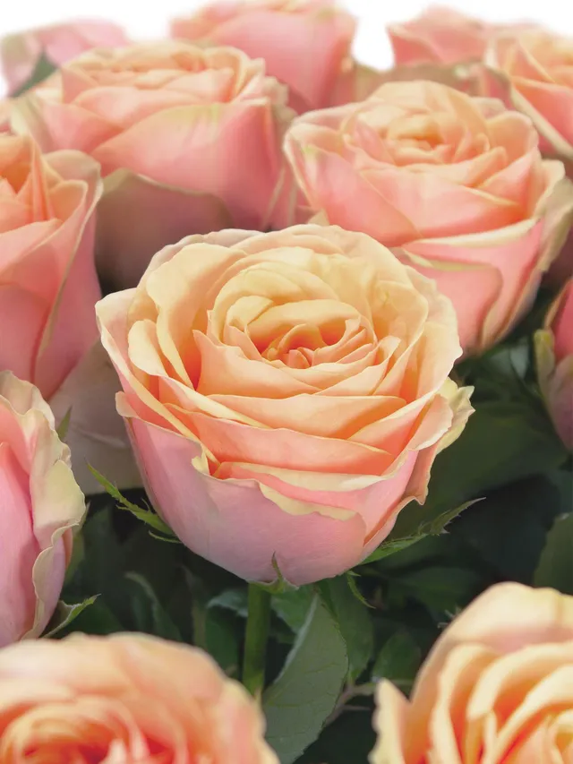 blumigo-rosen-dividend-rose-apricot-rosa-schnittblume image 1
