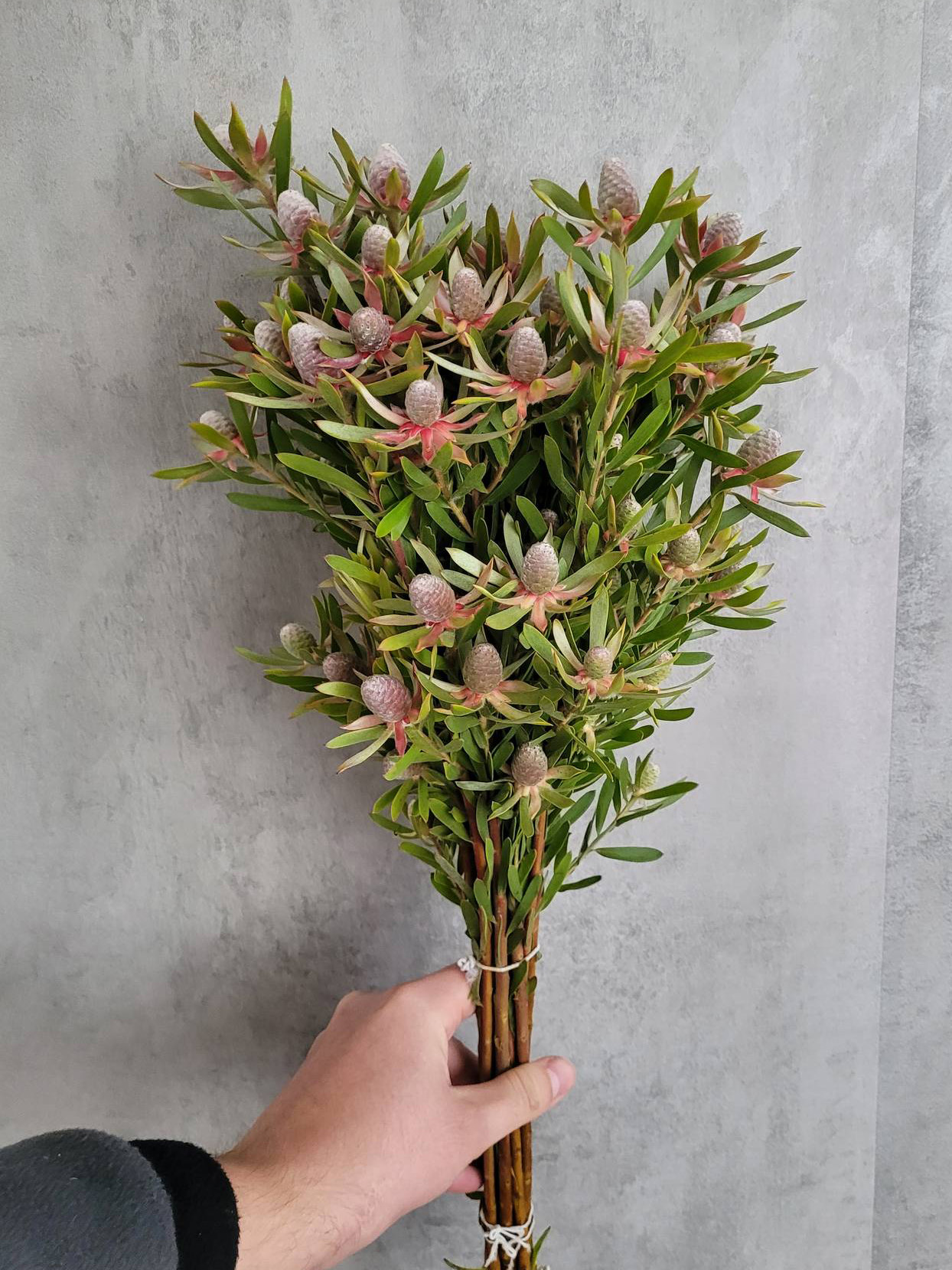 blumigo-proteen-leucadendron-ayoba-star-peal-gr-n-rot image 2