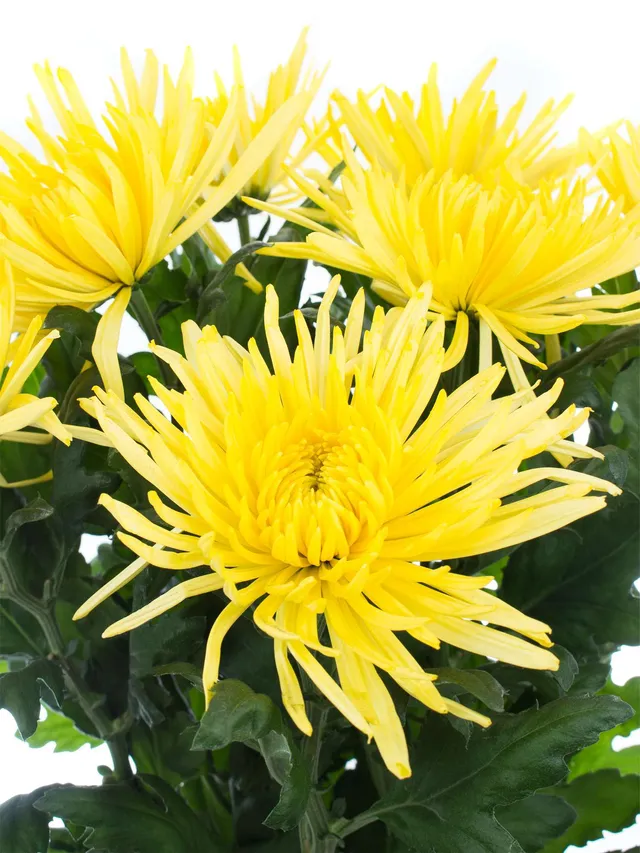 blumigo-chrysanthemen-anastasia-sunny-schnittblume-gelb image 1