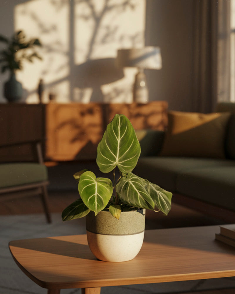 feey-variado-philodendron-gloriosum-zimmerpflanze-ohne-bertopf image 4