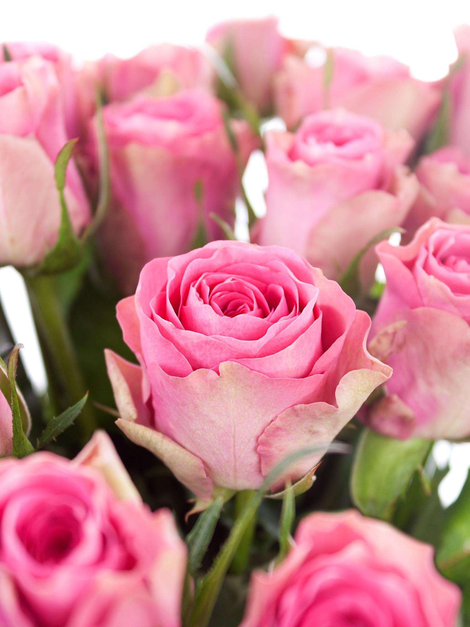blumigo-rosen-shiary-pink-creme-stiel-frisch image 1