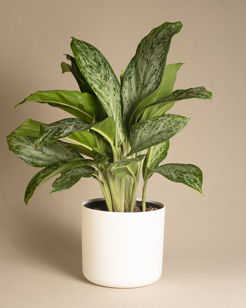 feey-variado-aglaonema-greenlight-zimmerpflanze-ohne-bertopf image 8