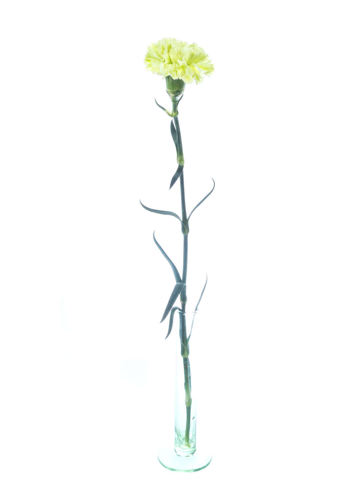 blumigo-nelken-edelnelken-goblin-gr-n-schnittblumen image 4