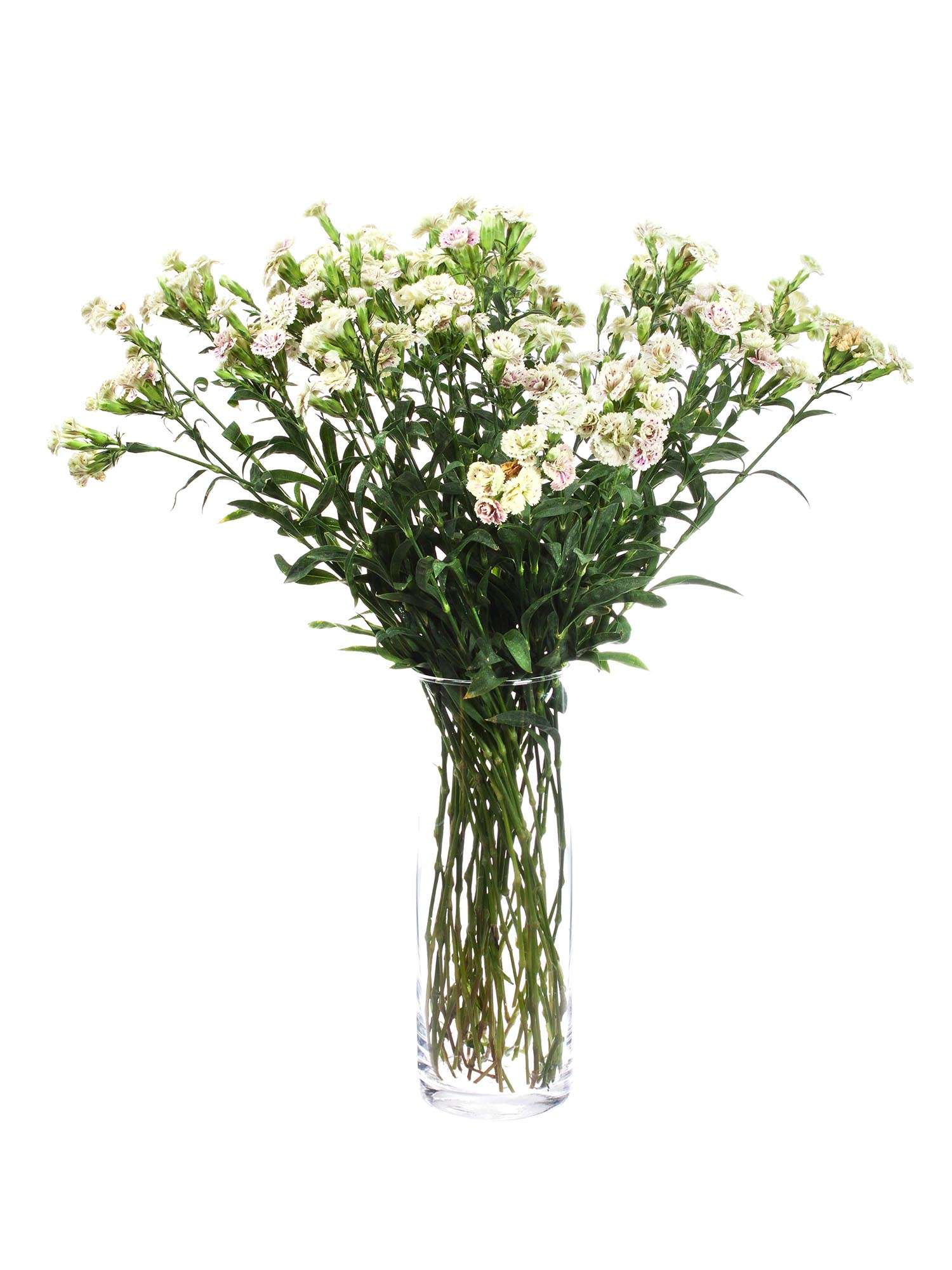 blumigo-nelken-raffine-elea-nelke-pink-creme-verzweigt-frisch image 2