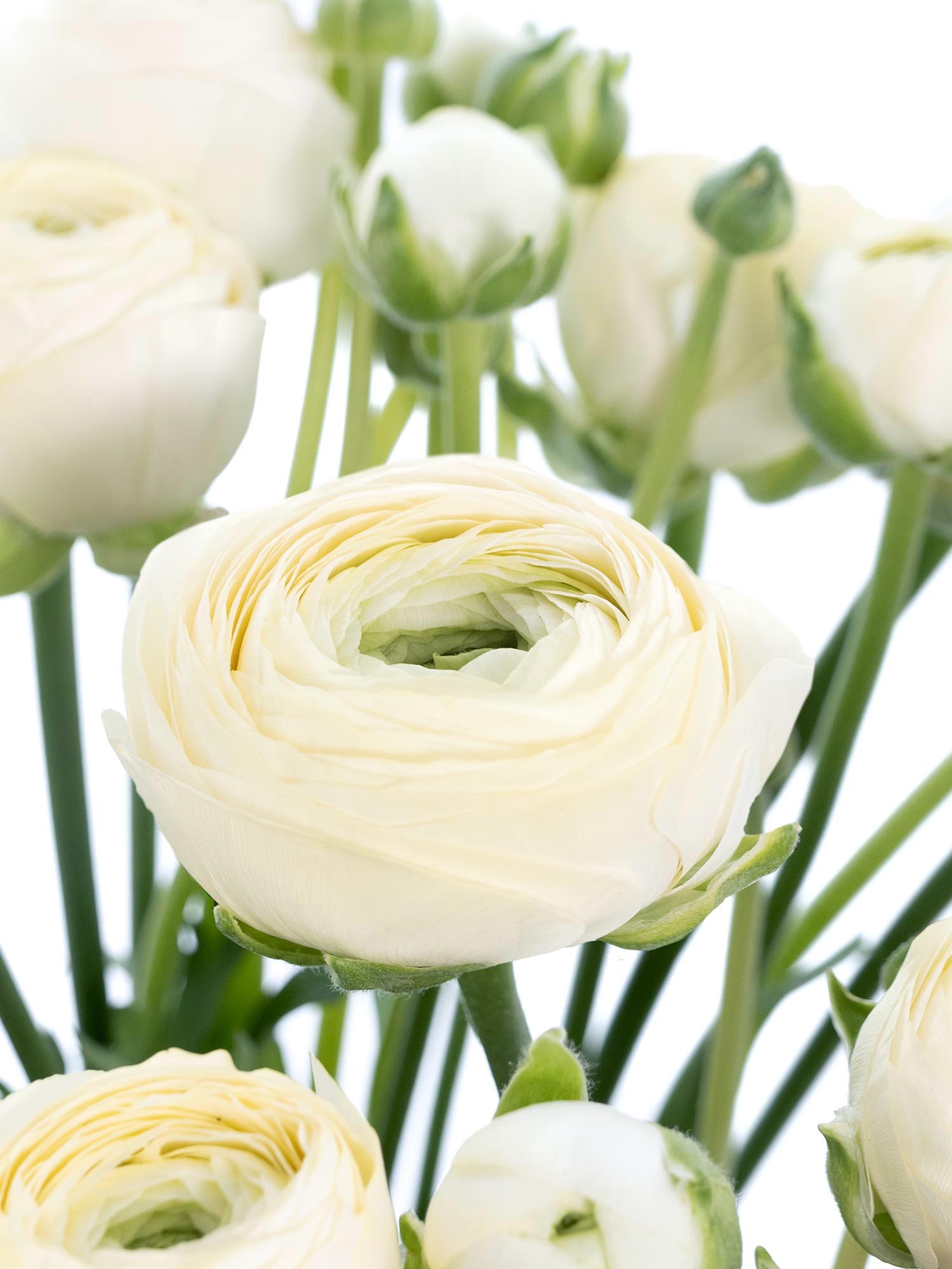 blumigo-ranunkeln-xl-cloni-commedia-schnittblume-creme image 1