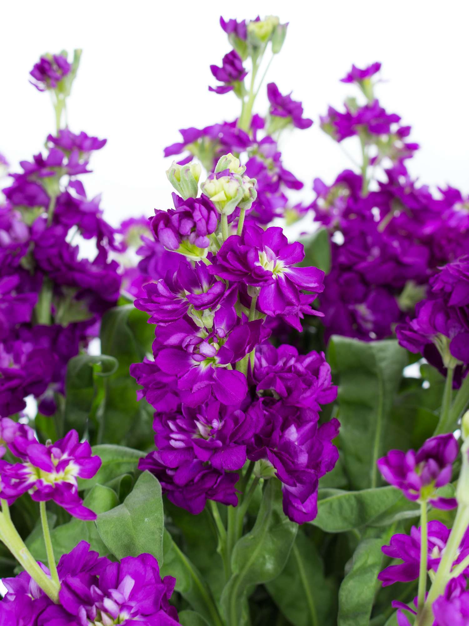 blumigo-levkojen-centrum-deep-blue-blau-violett-st-ck image 1