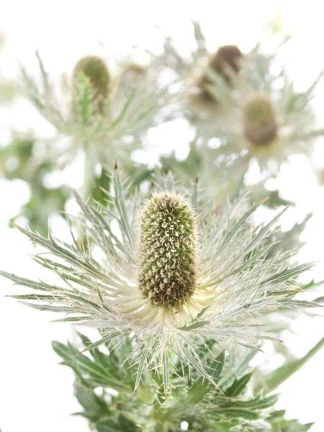 blumigo-disteln-xl-love-white-green-schnittblumen-gr-n image 1