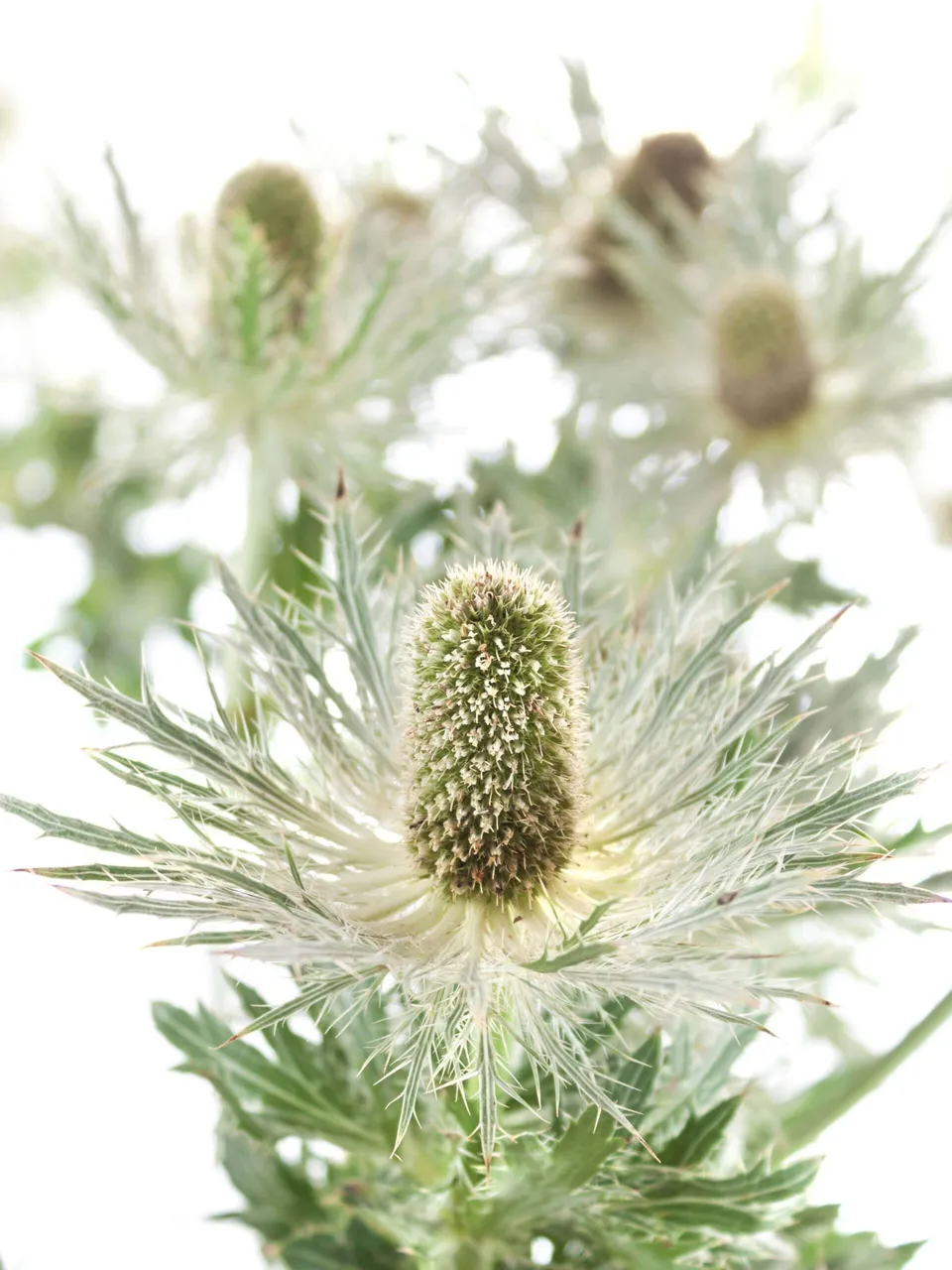 blumigo-disteln-xl-love-white-green-schnittblumen-gr-n image 1