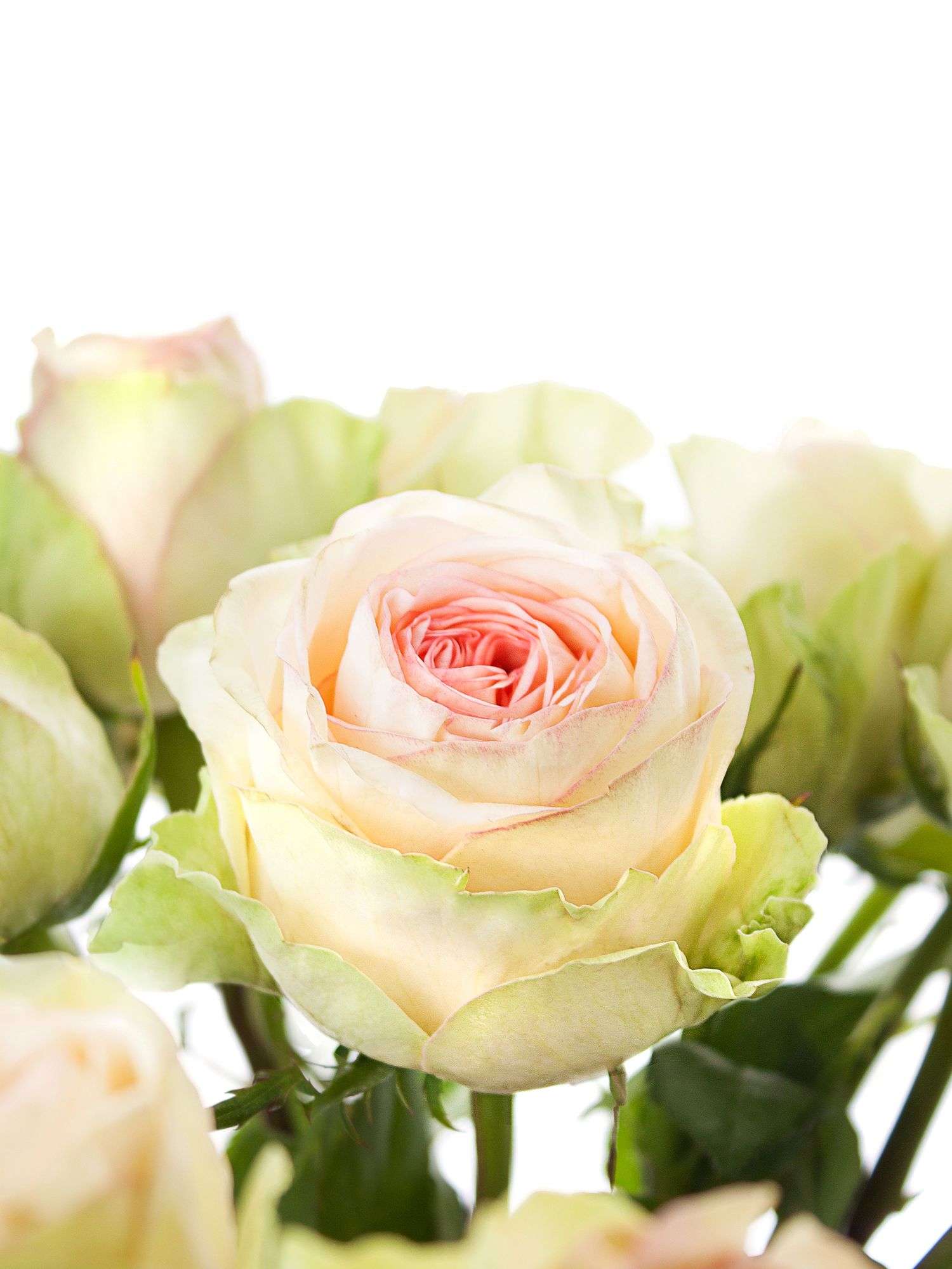 blumigo-classico-rosen-creme-rosa-schnittrose image 1