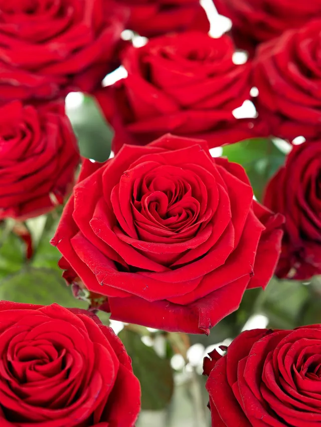 blumigo-rosen-red-naomi-rot-schnittrose-premium image 1