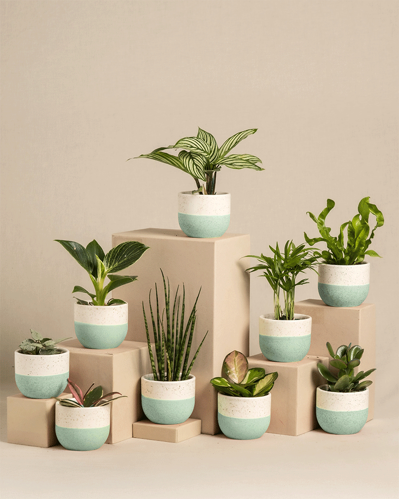 feey-variado-babypflanzen-berraschungs-set-9-st-ck-pflegeleicht image 5