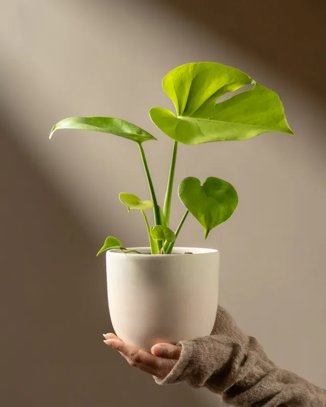feey-monstera-cheesy-zimmerpflanze-ohne-bertopf-rarit-t image 1