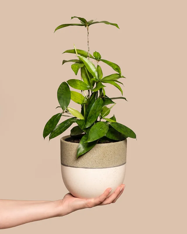 feey-dracaena-surculosa-drachenbaum-klein-ohne-bertopf image 1