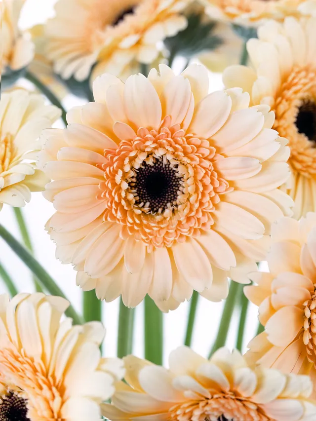 blumigo-gerbera-mini-cafe-creme-apricot-blume image 1