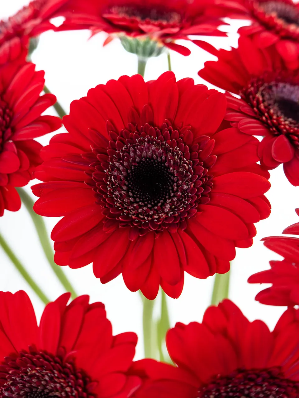 blumigo-gerbera-mini-suri-schnittblume-rot image 1