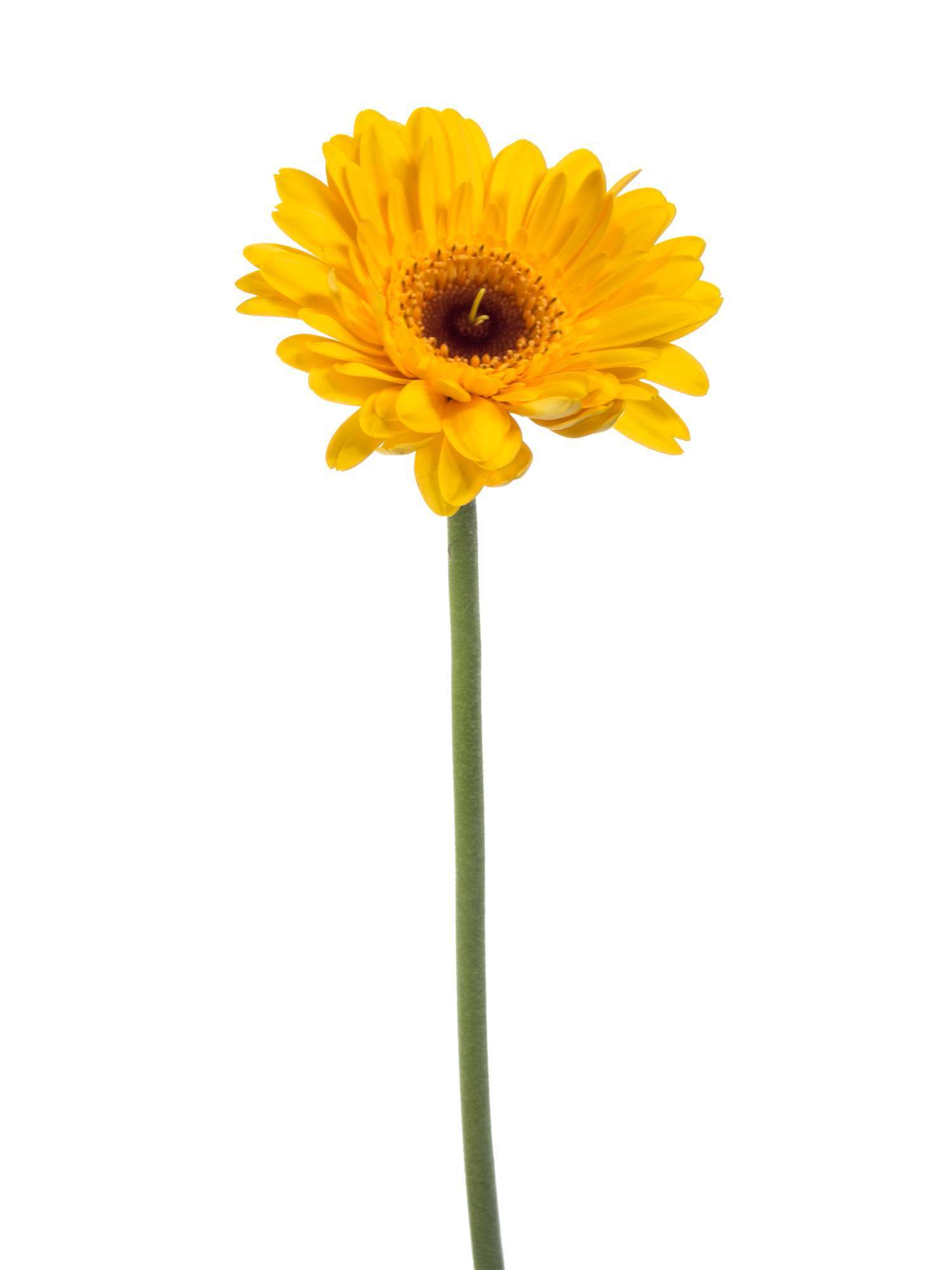 blumigo-gerbera-mini-bison-gold-gelbe-schnittblume-stiel image 3