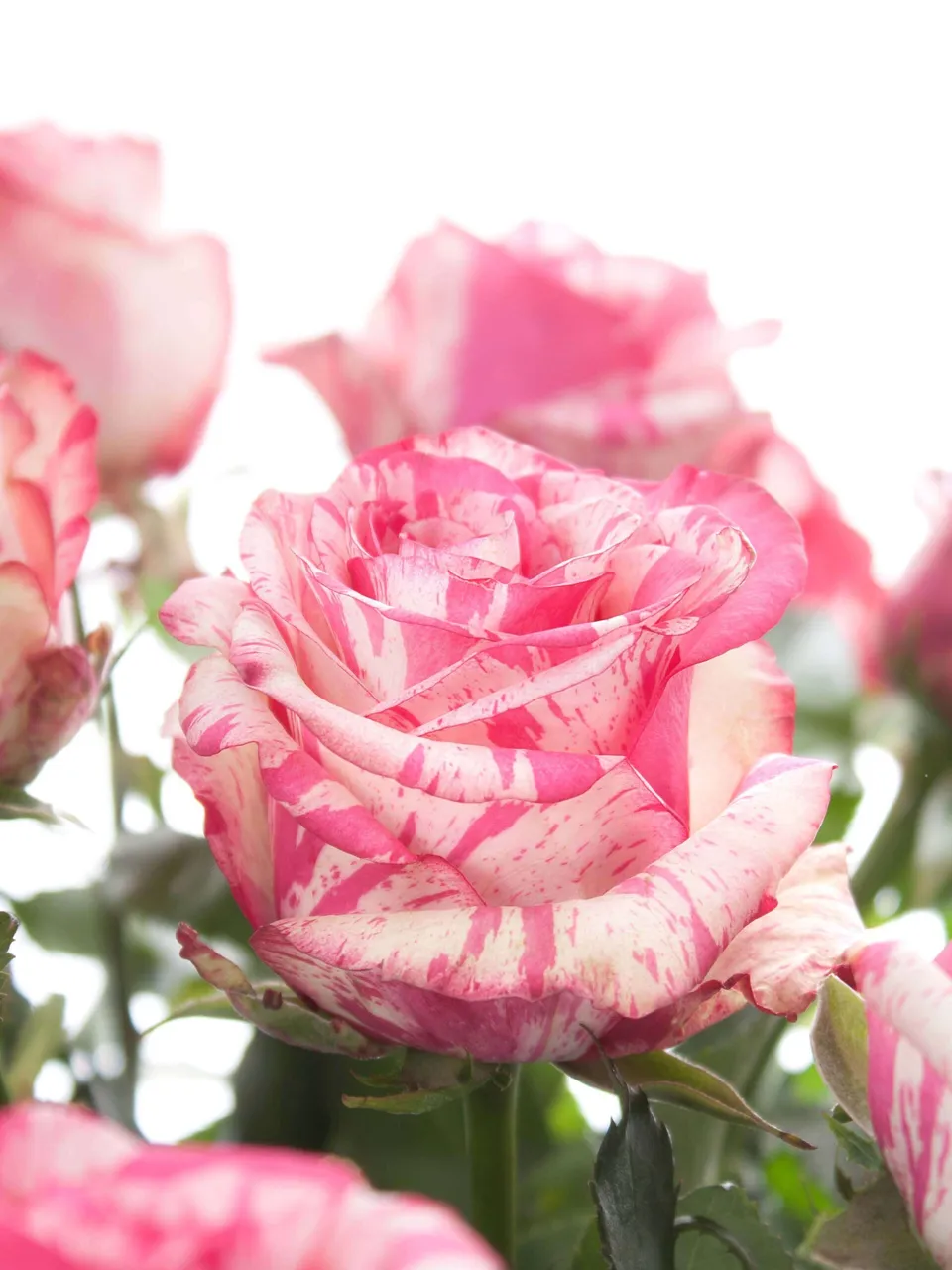 blumigo-rosen-baracuda-schnittrosen-pink-wei-stiel image 1