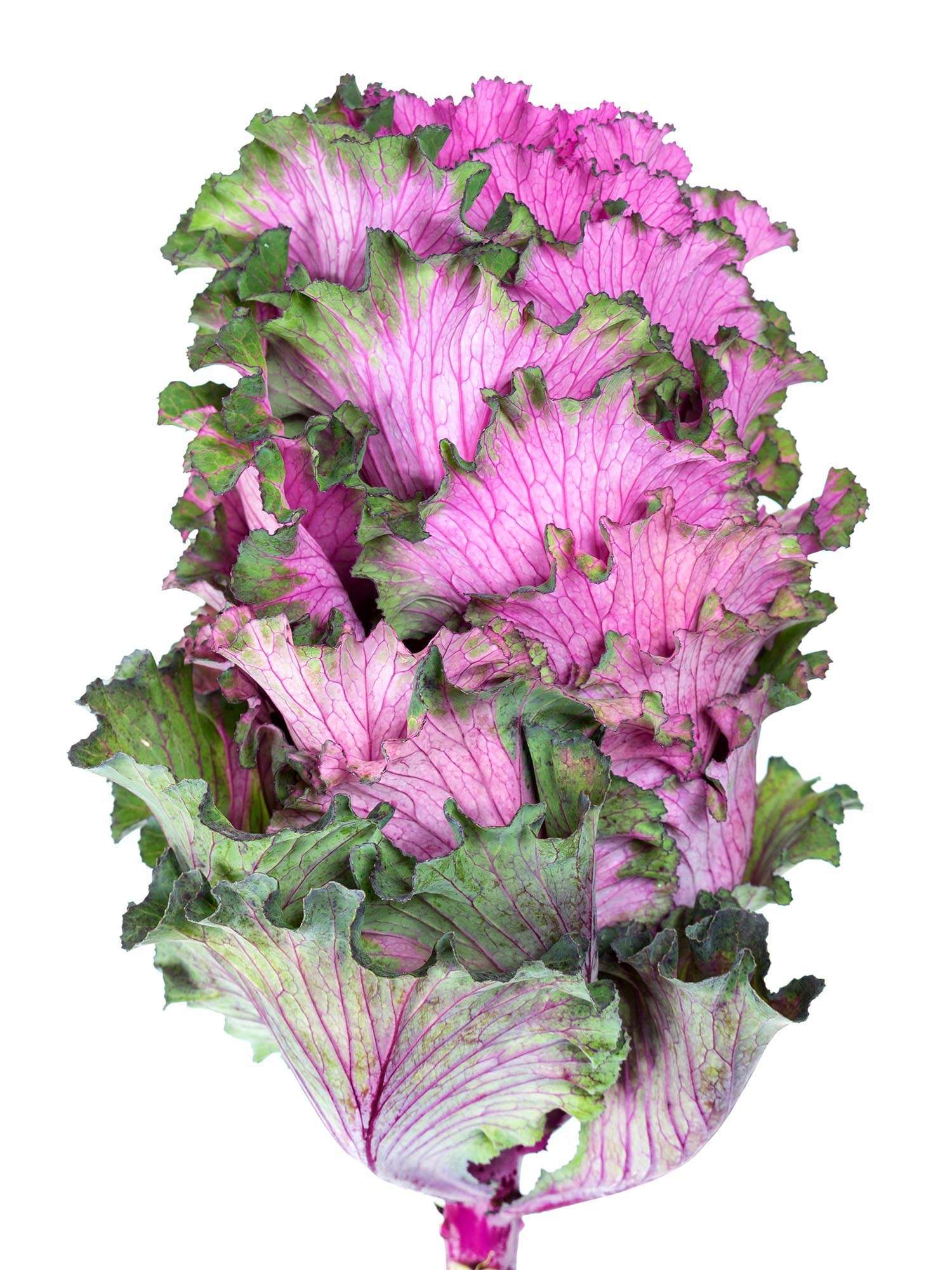blumigo-herbstdeko-zierkohl-xl-first-lady-violett-gr-n image 3