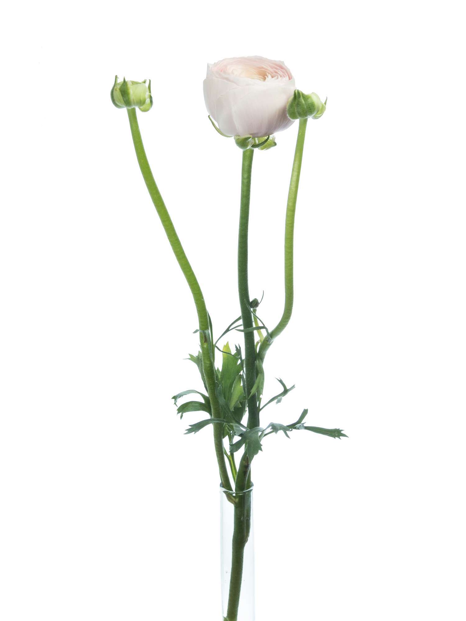 blumigo-ranunkeln-xl-cloni-hanoi-creme-rosa-schnittblume image 8