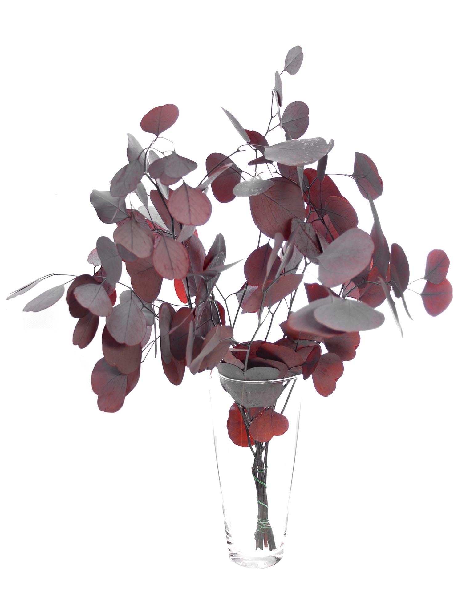 blumigo-trockenblumen-eukalyptus-silver-dollar-rot-konserviert image 2
