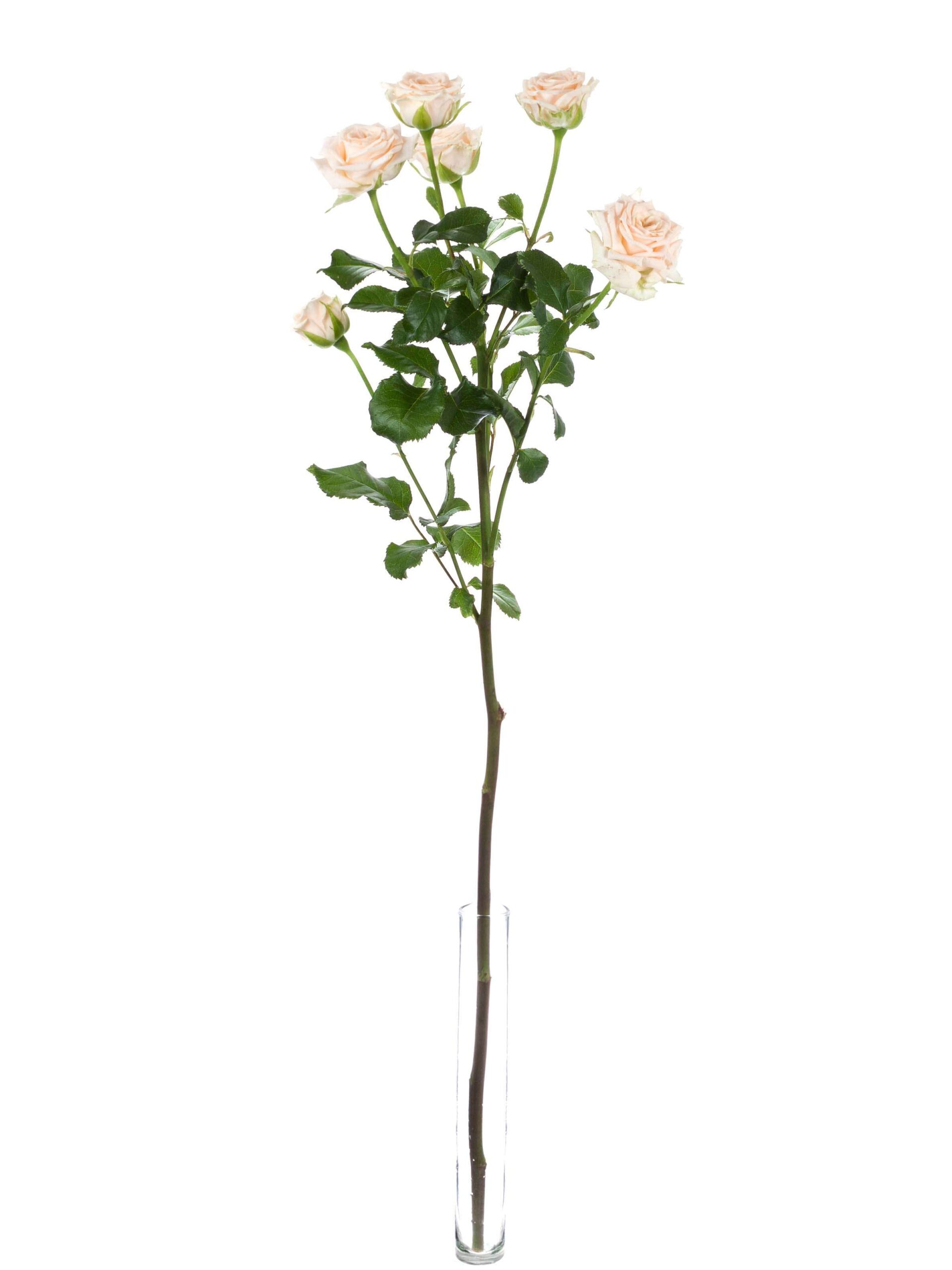 blumigo-rosen-tanja-verzweigte-rose-creme image 3