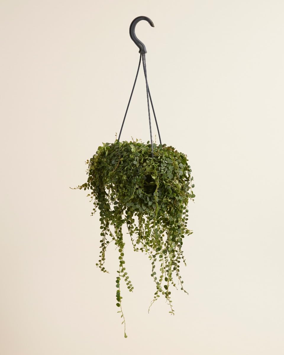 plnts-rareplnts-peperomia-prostrata-12-cm-topf-20-cm-hoch image 2