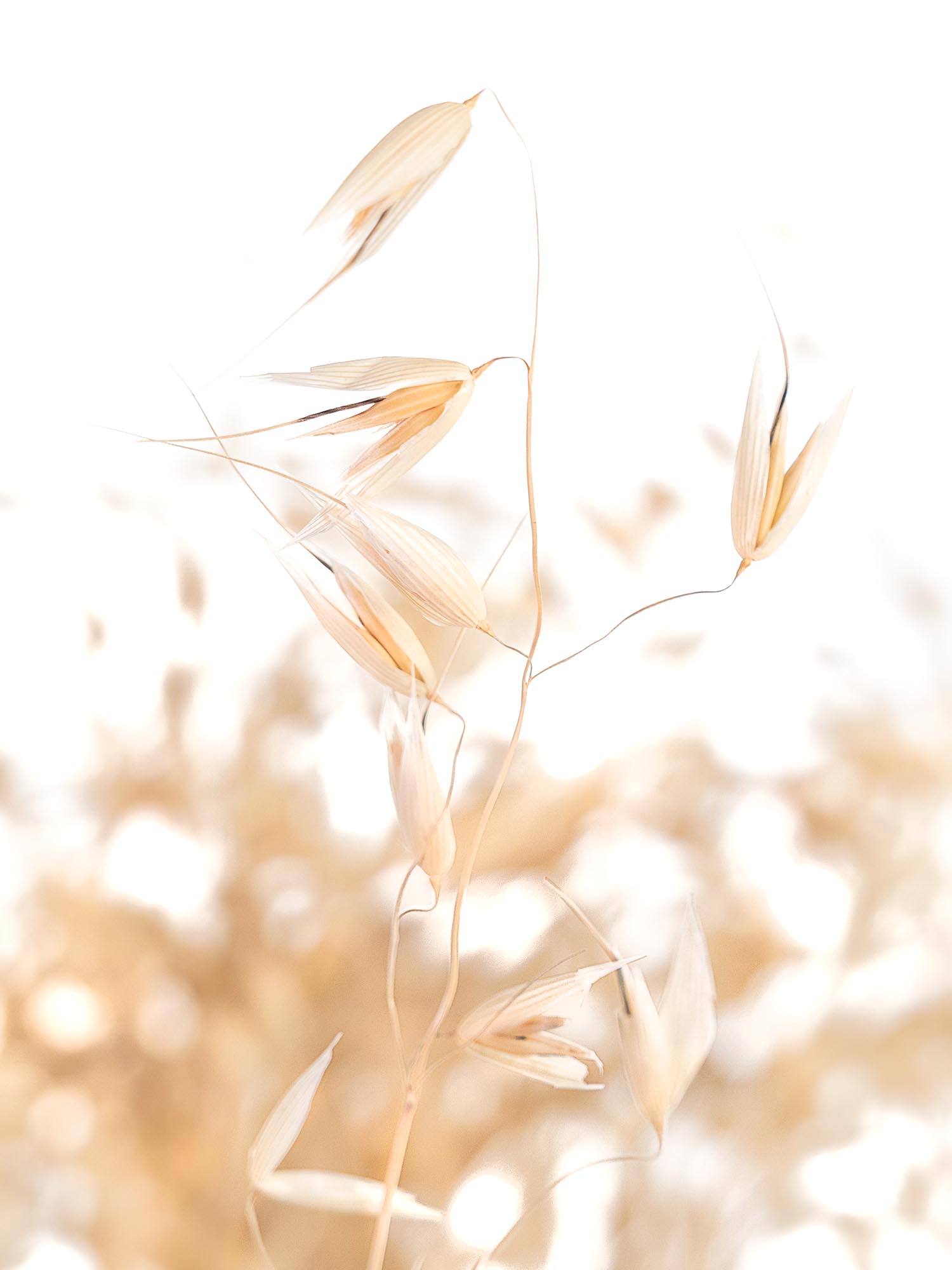 blumigo-hafer-trockenblumen-natur-getrockneter-bund image 1