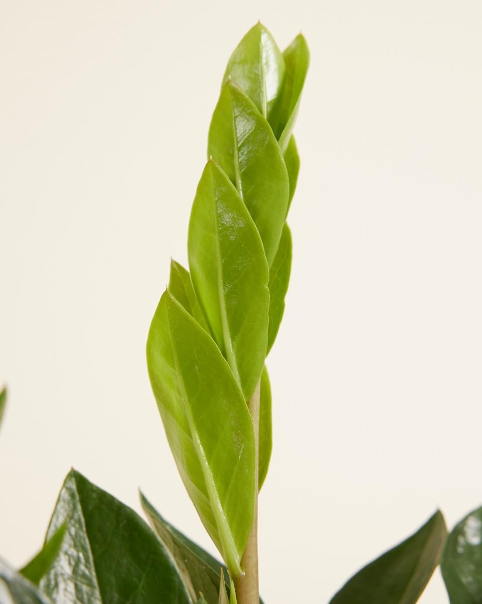 plnts-rareplnts-zamioculcas-zamiifolia-zimmerpflanze-35-cm-gl-cksfeder image 4