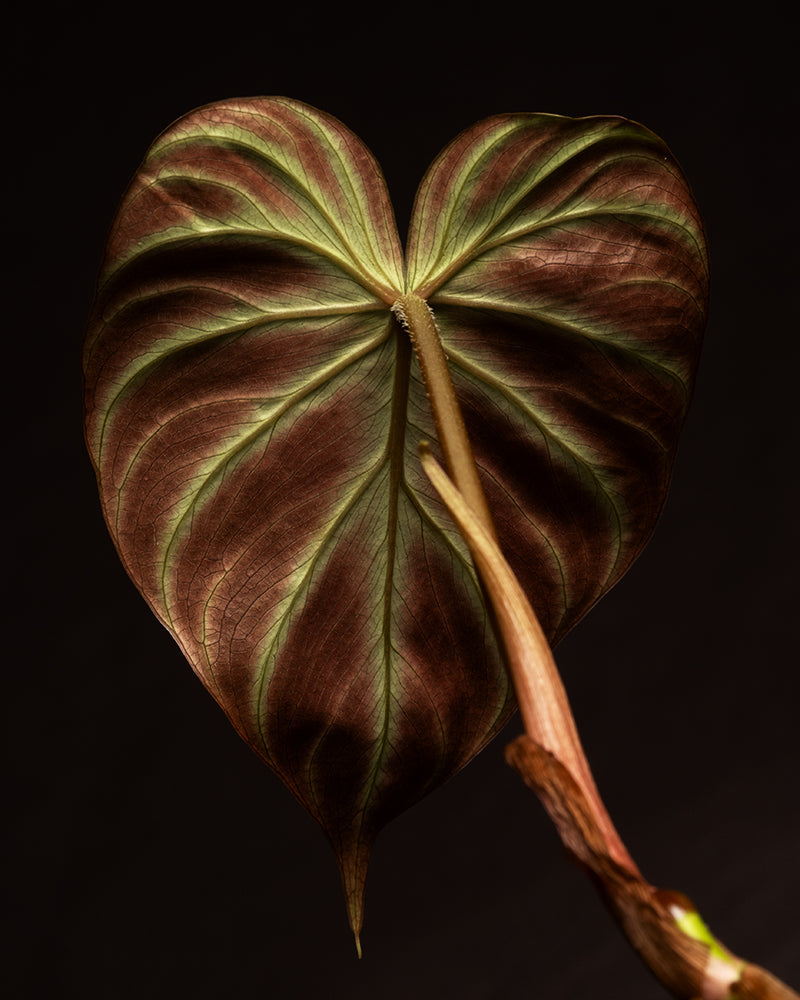 feey-variado-philodendron-verrucosum-babypflanze-6cm image 8