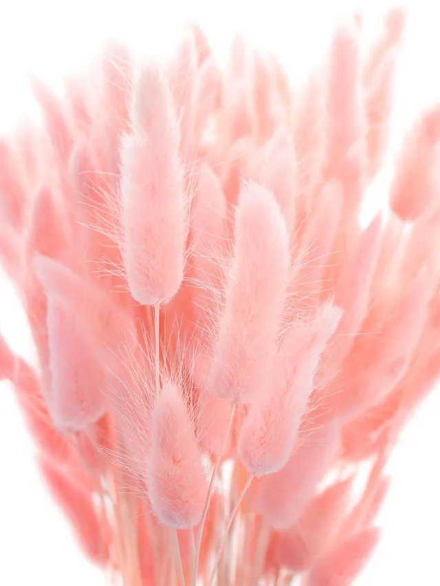 blumigo-trockenblumen-lagurus-samtgras-rosa-getrocknet image 1