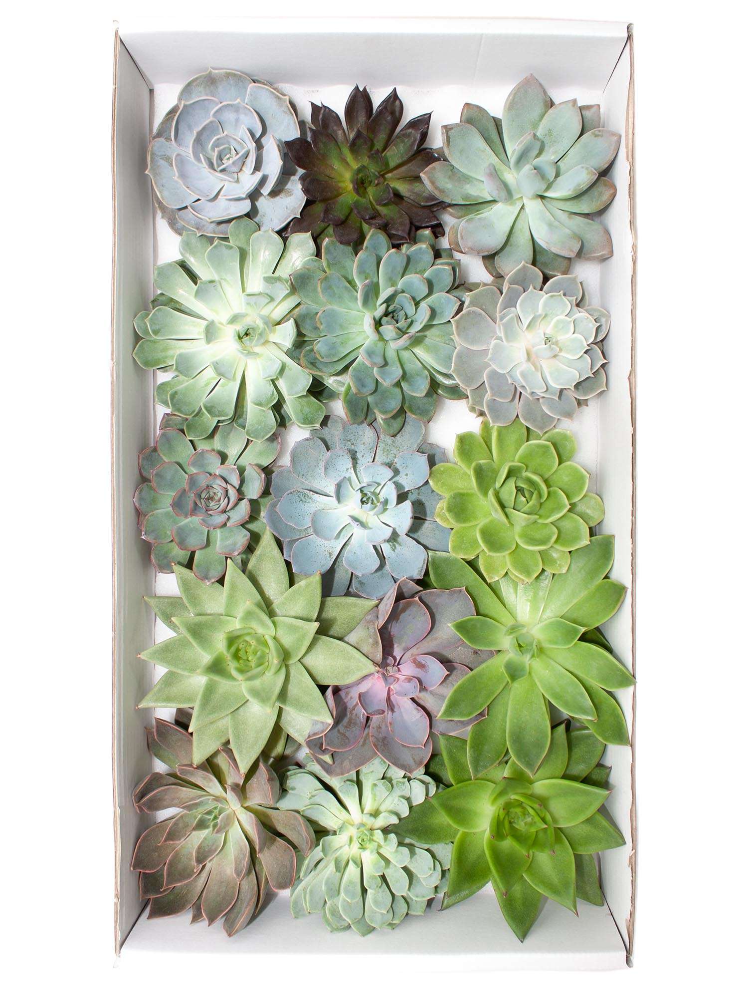 blumigo-blattwerk-fresh-green-mix-sukkulenten-box-gr-n image 2