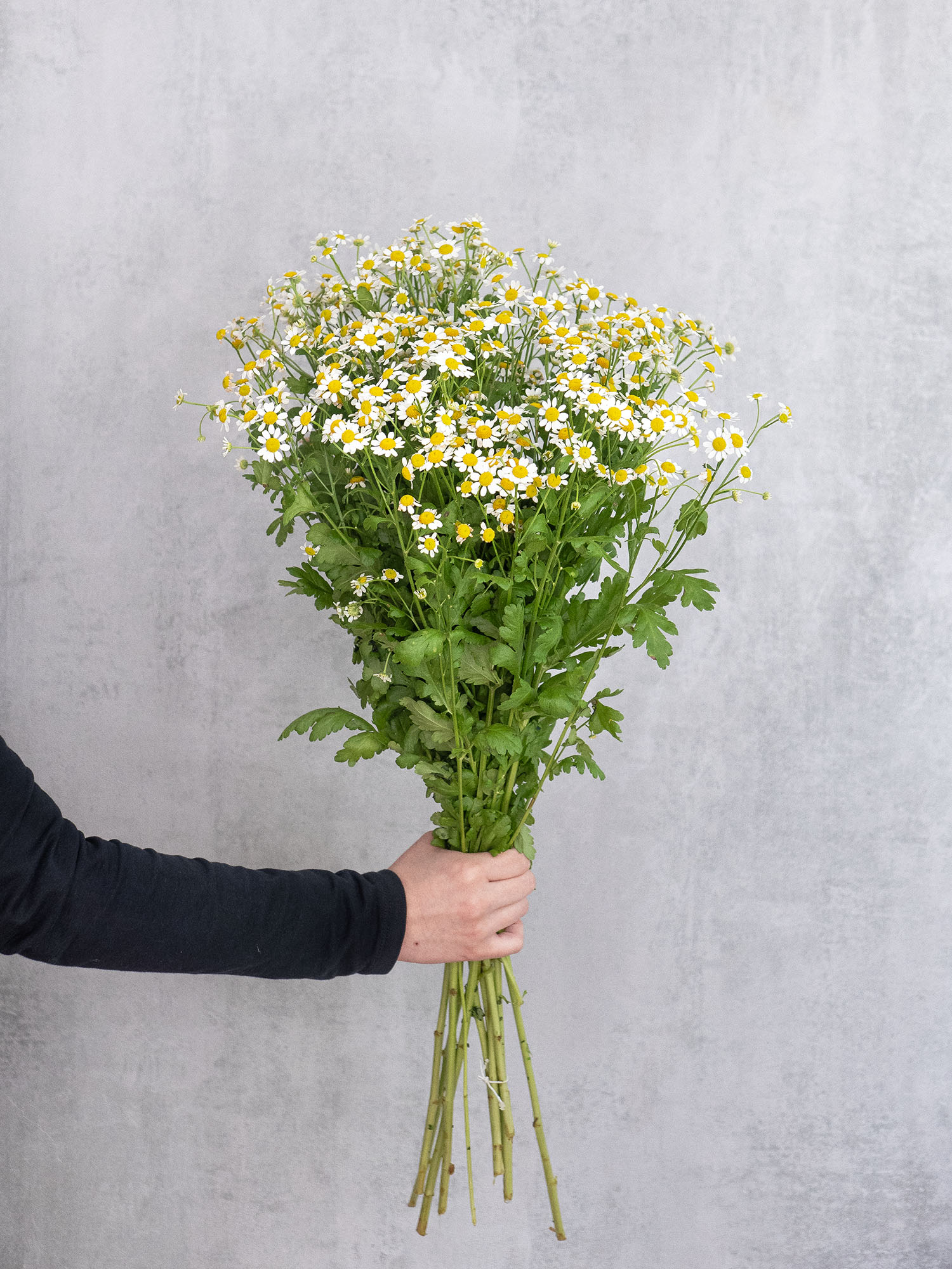 blumigo-blattwerk-kamille-schnittblumen-frischer-bund image 5