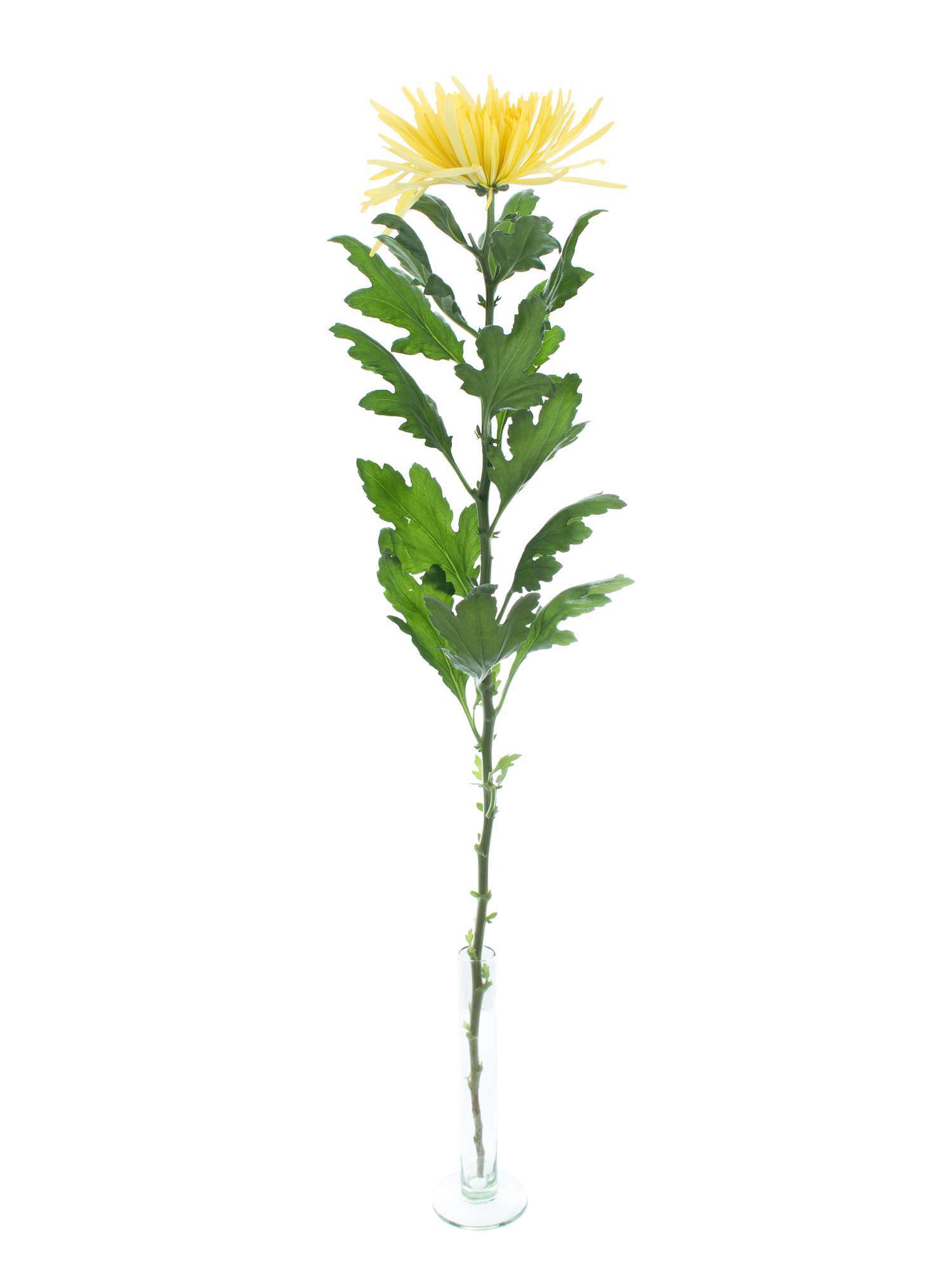 blumigo-chrysanthemen-anastasia-sunny-schnittblume-gelb image 3